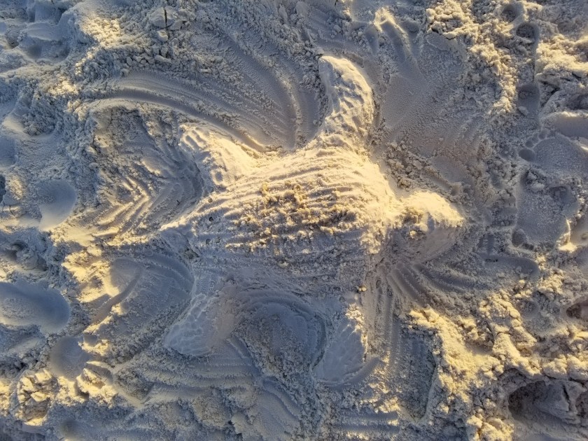 Sand Turtle